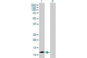 Western Blot analysis of CARD17 expression in transfected 293T cell line by CARD17 MaxPab polyclonal antibody. (CARD17 antibody  (AA 1-110))