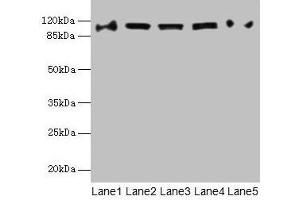 COPB1 antibody  (AA 2-200)