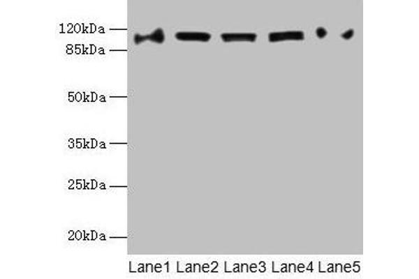 COPB1 antibody  (AA 2-200)