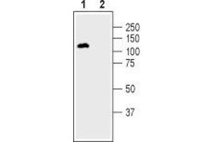 Western blot analysis of human SH-SY5Y neuroblastoma cell lysate:1.