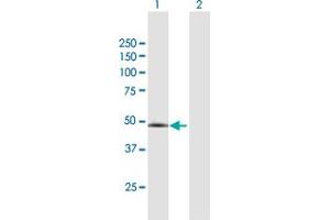 Western Blot analysis of PPP2R3C expression in transfected 293T cell line by PPP2R3C MaxPab polyclonal antibody. (PPP2R3C antibody  (AA 1-453))