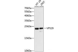 Western blot analysis of extracts of various cell lines using VPS29 Polyclonal Antibody at dilution of 1:3000. (VPS29 antibody)