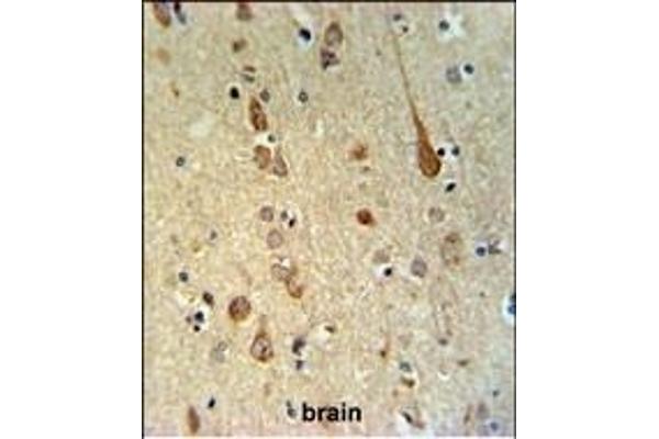 FAAH2 antibody  (C-Term)