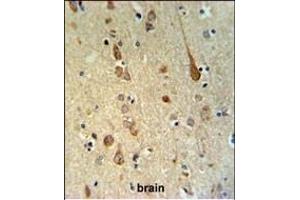 FH2 Antibody (C-term) (ABIN651343 and ABIN2840194) IHC analysis in formalin fixed and paraffin embedded human brain tissue followed by peroxidase conjugation of the secondary antibody and DAB staining.