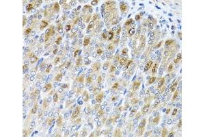 Immunohistochemistry of paraffin-embedded Mouse stomach using MTX2 Polyclonal Antibody at dilution of 1:100 (40x lens). (MTX2 antibody)