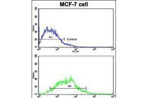 Flow cytometric analysis of MCF-7 cells using H Cadherin (CDH13) Antibody (bottom histogram) compared to a negative control cell (top histogram). (Cadherin 13 antibody  (C-Term))