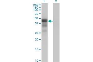 Western Blot analysis of DMRT1 expression in transfected 293T cell line by DMRT1 monoclonal antibody (M01), clone 1G11. (DMRT1 antibody  (AA 1-373))