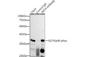 Immunoprecipitation (IP) image for anti-Neutrophil Cytosolic Factor 4, 40kDa (NCF4) antibody (ABIN7268900)