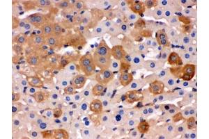 IHC testing of FFPE mouse liver with Transferrin antibody. (Transferrin antibody)