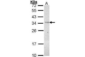 WB Image Sample (30 ug of whole cell lysate) A: H1299 12% SDS PAGE antibody diluted at 1:1000 (PLSCR3 antibody)