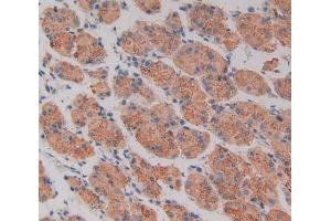 IHC-P analysis of Human Stomach Tissue, with DAB staining. (CD40 antibody  (AA 26-187))