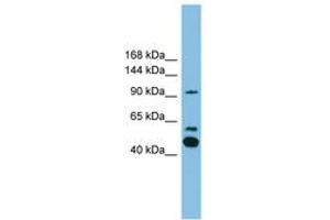 Image no. 1 for anti-Phospholipase A2, Group IVE (PLA2G4E) (AA 751-800) antibody (ABIN6745044) (PLA2G4E antibody  (AA 751-800))