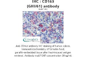 Image no. 1 for anti-CD163 (CD163) antibody (ABIN1721750) (CD163 antibody)