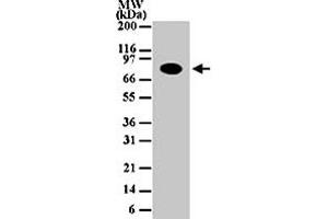 Western blot analysis of 30 ug of total cell lysate from Daudi cells with CHUK monoclonal antibody, clone 14A231  at 1 ug/mL dilution. (IKK alpha antibody)