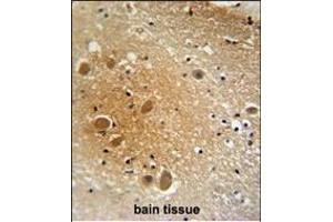 SRCL1 antibody (Center) (ABIN654166 and ABIN2844028) immunohistochemistry analysis in formalin fixed and raffin embedded human brain tissue followed by peroxidase conjugation of the secondary antibody and DAB staining. (SPARCL1 antibody  (AA 208-236))
