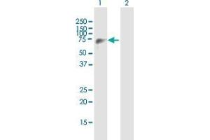 Western Blot analysis of EIF4G3 expression in transfected 293T cell line by EIF4G3 MaxPab polyclonal antibody. (EIF4G3 antibody  (AA 1-515))