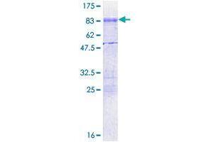 CPEB1 Protein (AA 1-486) (GST tag)