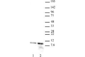 Histone H4 acetyl Lys12 antibody (pAb) tested by Western blot. (Histone H4 antibody  (acLys12))
