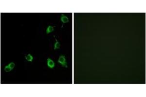 Immunofluorescence analysis of COS7 cells, using OR5B12 Antibody. (OR5B12 antibody  (AA 195-244))