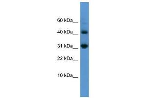 CASP7 antibody used at 0.