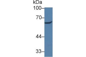 Western blot analysis of Human HeLa cell lysate, using Mouse Pax Antibody (3 µg/ml) and HRP-conjugated Goat Anti-Rabbit antibody (