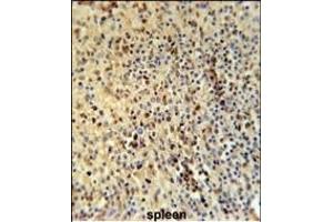 SPT13 Antibody (Center) (ABIN651695 and ABIN2840364) immunohistochemistry analysis in formalin fixed and paraffin embedded human spleen tissue followed by peroxidase conjugation of the secondary antibody and DAB staining. (SPATA13 antibody  (AA 204-232))