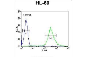 Flow cytometric analysis of HL-60 cells (right histogram) compared to a negative control cell (left histogram). (ENGASE antibody  (AA 326-354))