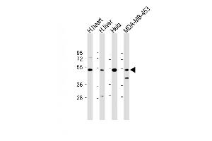 All lanes : Anti-FBXL2 Antibody (C-term) at 1:1000-1:2000 dilution Lane 1: Human heart lysate Lane 2: Human liver lysate Lane 3: Hela whole cell lysate Lane 4: MDA-MB-453 whole cell lysate Lysates/proteins at 20 μg per lane. (FBXL2 antibody  (C-Term))