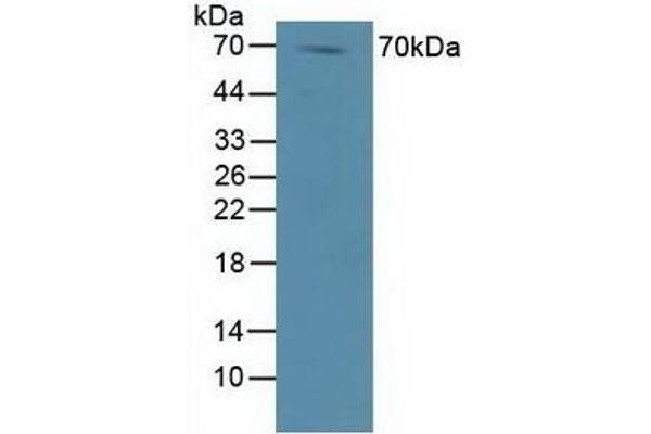 DVL1 antibody  (AA 150-285)
