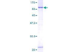 CTPS2 Protein (AA 1-586) (GST tag)