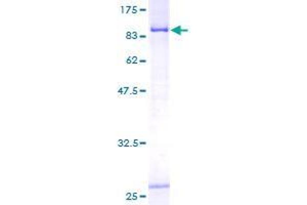 CTPS2 Protein (AA 1-586) (GST tag)