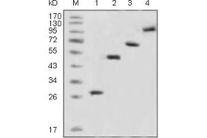 Western blot analysis using GFP mouse mAb against recombinant GFP fusion protein (1) and various recombinant fusion protein with GFP tag (2, 3, 4). (GFP antibody)