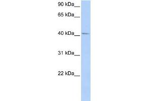 WB Suggested Anti-GTF2H4 Antibody Titration:  0. (GTF2H4 antibody  (N-Term))