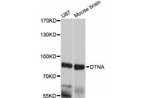 Western blot analysis of extracts of various cell lines, using DTNA antibody (ABIN6292450) at 1:3000 dilution.