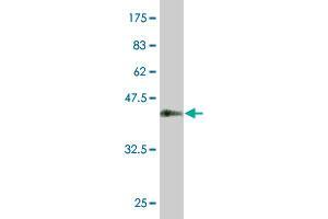 Western Blot detection against Immunogen (37. (KLF10/TIEG1 antibody  (AA 1-110))
