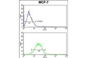 CASA Antibody (Center) (ABIN390465 and ABIN2840834) FC analysis of MCF-7 cells (bottom histogram) compared to a negative control cell (top histogram). (Casein alpha S1 antibody  (AA 42-70))