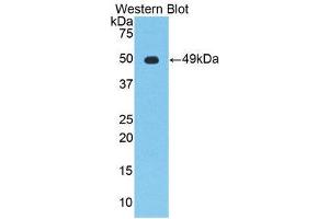 Western Blotting (WB) image for anti-Enolase 2 (Gamma, Neuronal) (ENO2) (AA 2-434) antibody (ABIN1860062)