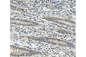 IHC analysis of EAPP using anti-EAPP antibody (ABIN7599214). (EAPP antibody  (AA 1-285))