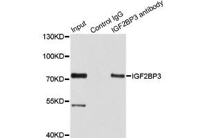 Immunoprecipitation analysis of 100 μg extracts of HepG2 cells using 3 μg IGF2BP3 antibody (ABIN5972501). (IGF2BP3 antibody)