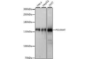 Western blot analysis of extracts of various cell lines, using POLRMT antibody (ABIN7269460) at 1:1000 dilution.