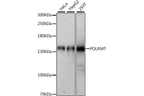 POLRMT antibody  (AA 42-230)