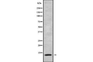 Western blot analysis of ATP5L using COLO205 whole cell lysates (ATP5L antibody  (C-Term))