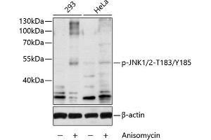 Western blot analysis of extracts of various cell lines, using Phospho-JNK1/2-T183/Y185 antibody (ABIN6135250, ABIN6136126, ABIN6136127 and ABIN6225519) at 1:1000 dilution. (MAPK8 / MAPK9 (pThr183), (pTyr185) antibody)