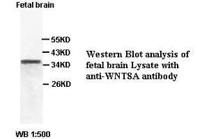 Image no. 1 for anti-Wingless-Type MMTV Integration Site Family, Member 8A (WNT8A) antibody (ABIN791191) (WNT8A antibody)