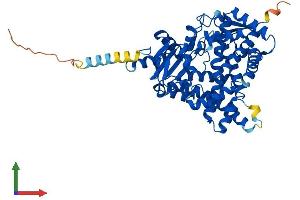 AlphaFold protein structure predicition of Human Recombinant CYP19A1 Protein, UniprotID P11511 (Aromatase Protein (AA 1-503) (His tag))