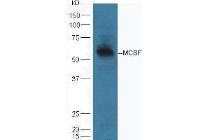 Mouse lung lysate probed with Rabbit Anti-MCSF Polyclonal Antibody  at 1:5000 90min in 37˚C