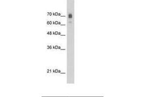Image no. 1 for anti-Kinesin Family Member 22 (KIF22) (AA 450-499) antibody (ABIN203335) (KIF22 antibody  (AA 450-499))