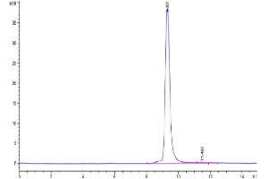 The purity of SARS-CoV-2 Spike RBD (Delta plus AY.