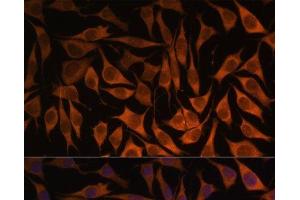 Immunofluorescence analysis of L929 cells using MRPS35 Polyclonal Antibody at dilution of 1:100. (MRPS35 antibody)