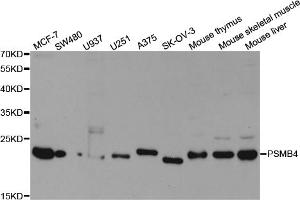 Western blot analysis of extracts of various cell lines, using PSMB4 antibody (ABIN5973332) at 1/1000 dilution.